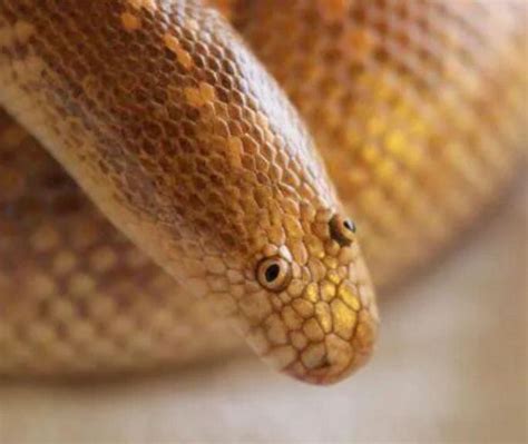 arabian sand boa    derp snek  pics cute snake snake