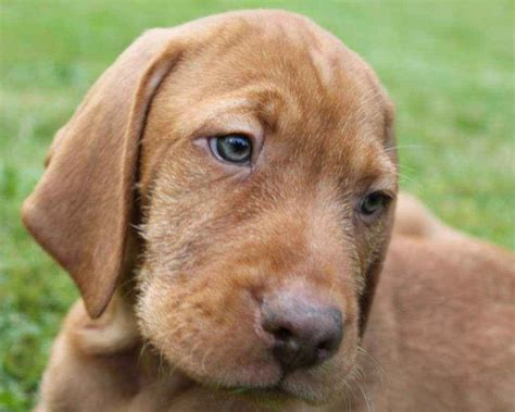 Угорська вижла (Vizsla) ⭐️ ️ Фото, опис породи, відгуки - PetCare