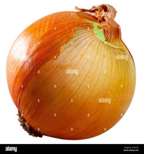 fresh onion bulb healthy organic cooking ingredients isolated