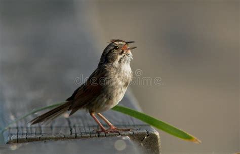 Singing bird stock photo. Image of ornithology, songbird - 25637158