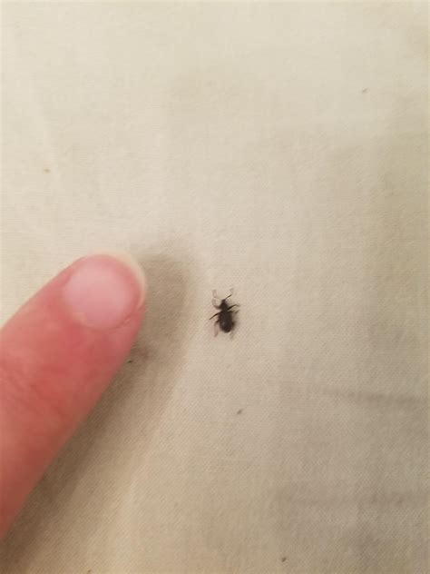 Very Small Black Bugs In House