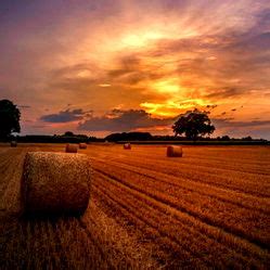 Hannah Farm - Top % Model