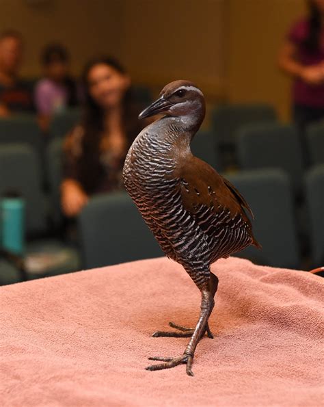 "Tåno' the ko'ko' bird makes an appearance during Science Sunday at the ...