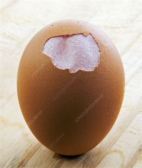 egg showing membrane stock image  science photo library