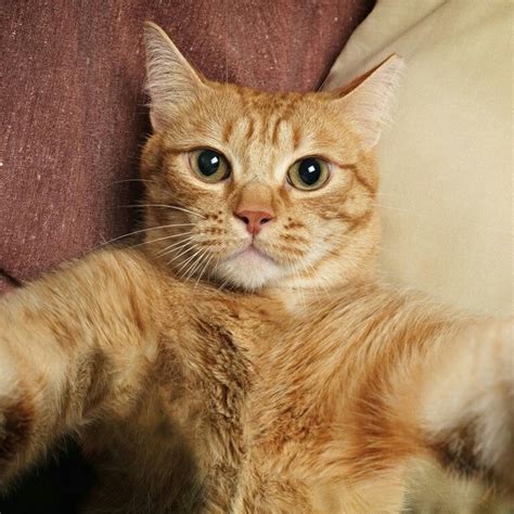 Котик держит камеру - картинки и фото koshka.top
