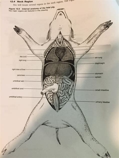 pig internal anatomy Diagram | Quizlet