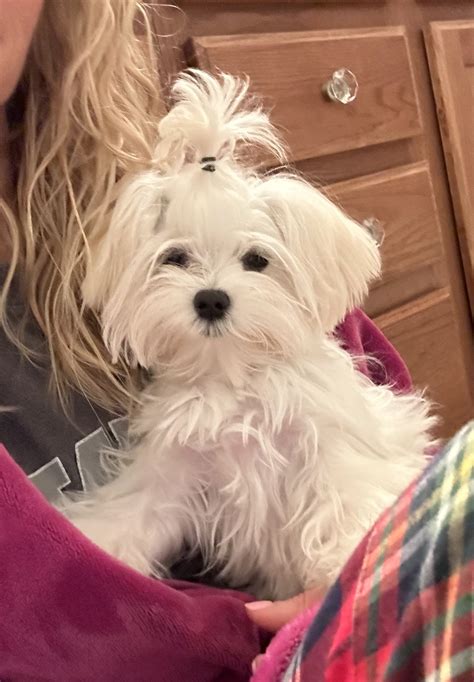 Need advice for buying a second Maltese | Maltese Dogs Forum : Spoiled