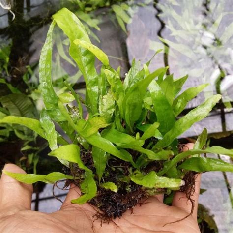 Jual Kadaka Java Fern Media Pakis - Microsorum Pteropus Tanaman ...