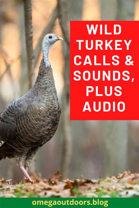 Wild Turkey Calls & Sounds: Understand and Master the Art of Turkey Calling