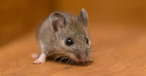 field mouse  house mouse    key differences   animals