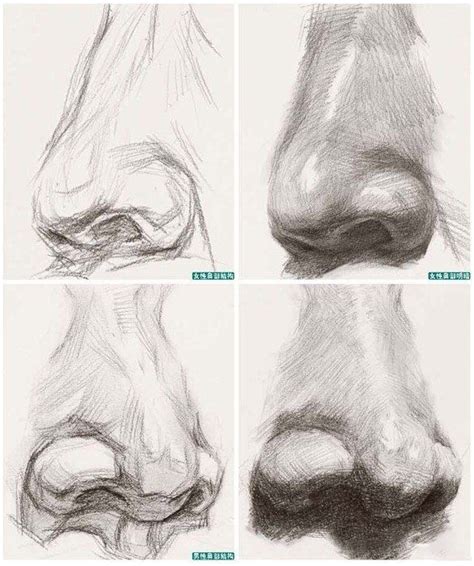 нос Anatomy Sketches, Anatomy Drawing, Anatomy Art, Art Sketches ...