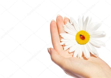 Human hand holding daisy — Stock Photo © nejron #2085125