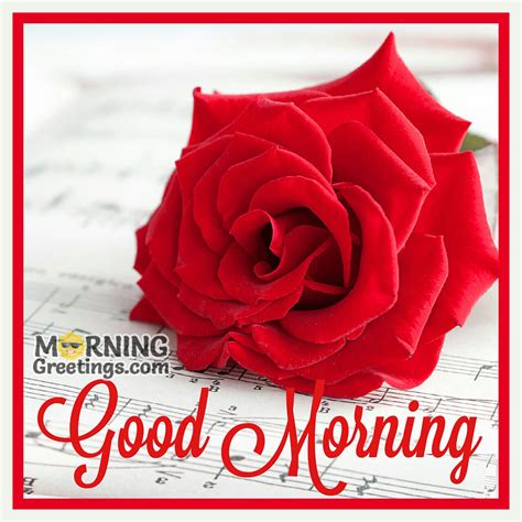 51 Good Morning Wishes With Rose - Morning Greetings – Morning Quotes ...