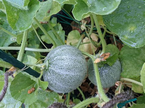 I had no idea these were growing. Somehow evaded my constant