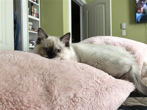Meet Luna, our 4 month old kitten : r/ragdolls
