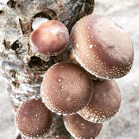 The Wild World of Fungi - Producers Stories