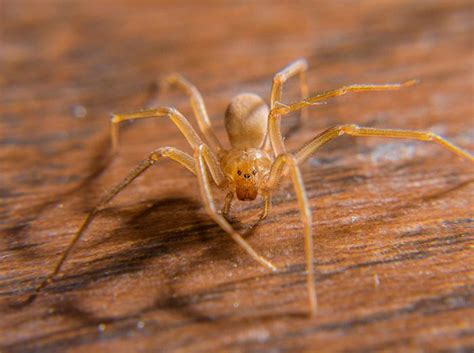 Brown Recluse Spider Identification, Prevention & Control Guide