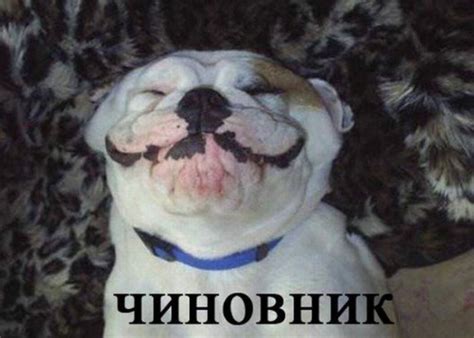 Собачьи профессии | oblacco