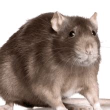 rat gifs  share gifdbcom