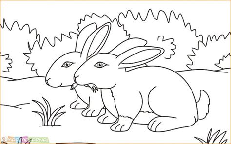 √ 66 Gambar Sketsa Hewan Terlengkap 2020 - Marimewarnai.com