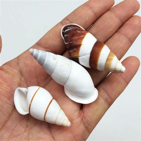 Amazon.com: PEPPERLONELY 20 PC Philippine Land Snails Sea Shells, 1-1/4 ...