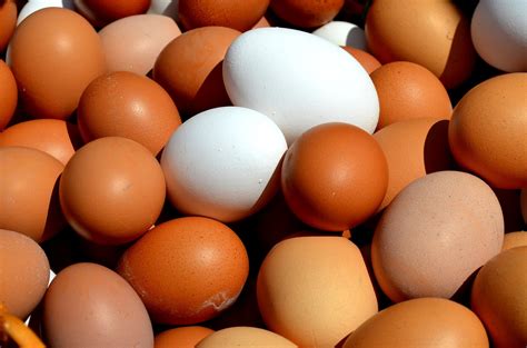 poultry farmer egg production lighting  molt