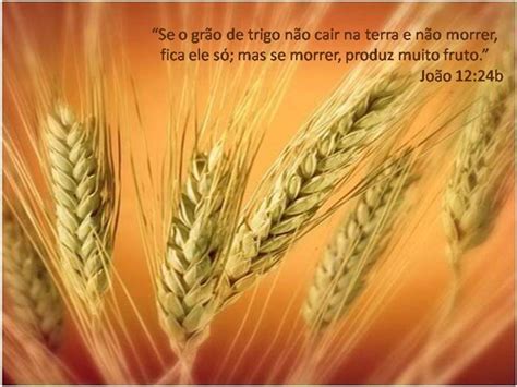 Se O Grão De Trigo Não Morrer - «Se o grão de trigo que cai na terra não morre, fica só. Mas, se morre ...