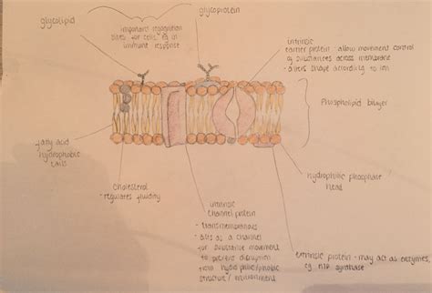 Diagram Of Phospholipid Bilayer 11
