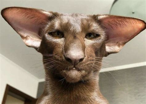 Create meme "Oriental cat, Oriental " - Pictures - Meme-arsenal.com