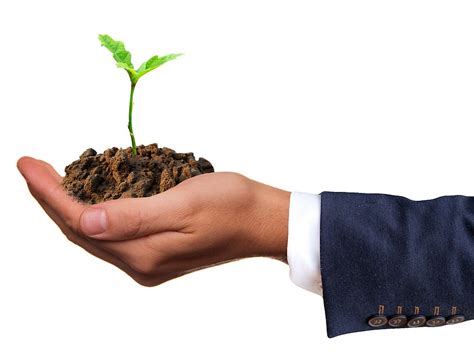 hd wallpaper plant sow grow growing trays seedling gardening