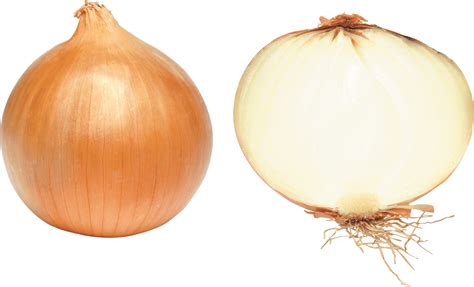 onion png image transparent hq png  freepngimg