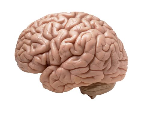 10 CURIOSIDADES sobre el CEREBRO HUMANO | eslaSalud