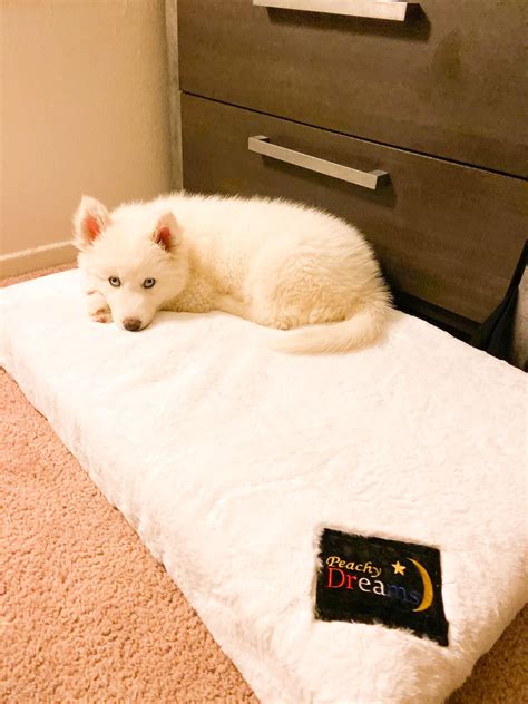 Peachy Dreams Inc. | Escondido CA