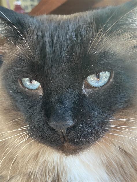 Cute cat : HotPussy_SFW
