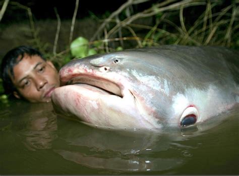 Mekong Giant Catfish – "OCEAN TREASURES" Memorial Library