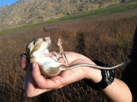 The Only Animals That Are Bipedal - Owlcation