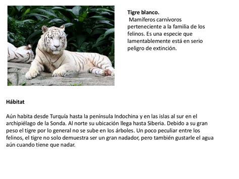 El tigre blanco