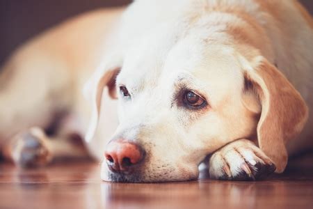 how to tell if my dog is stressed