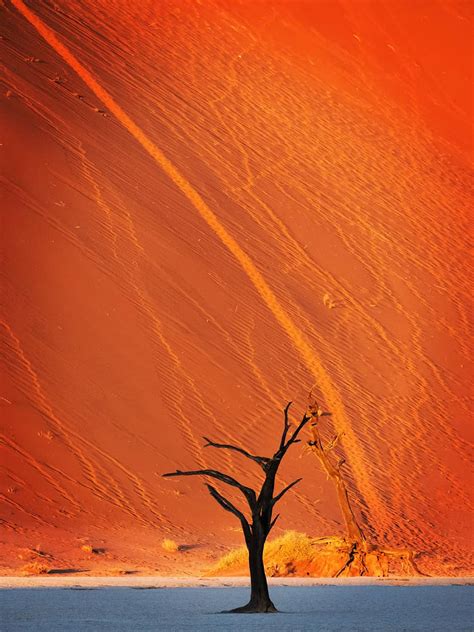 10 of the Most Unique and Cool Trees in the World