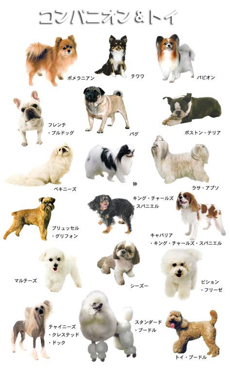 dog house