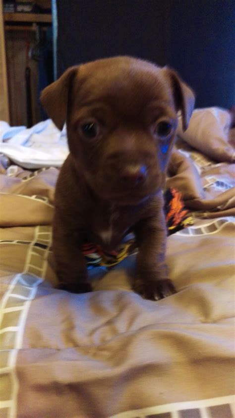 Meet Cocoa, our 1month old Dachshund/Corgi/Chihuahua – Cuties Overload