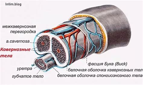 Почему во время секса падает член — Intim.blog