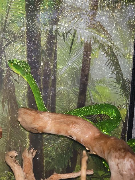 Trimeresurus albolabris (white lipped tree viper) scales trapping water