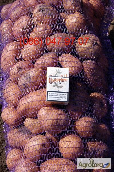 Продам КАРТОФЕЛЬ оптом, Сумская обл., Картофель — Agrotorg