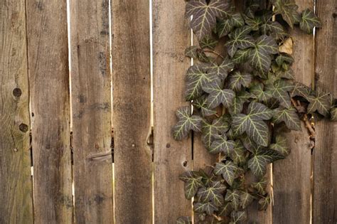 Premium Photo | A wooden fence with a vine growing on it