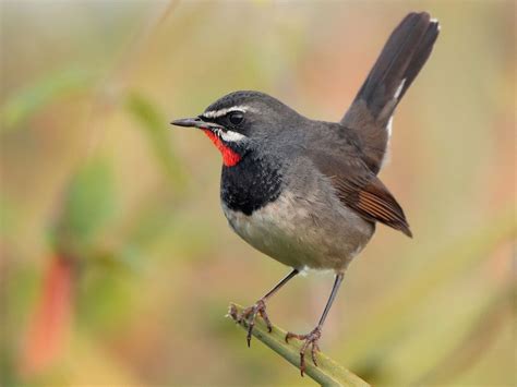Online bird guide, bird ID help, life history, bird sounds from Cornell ...