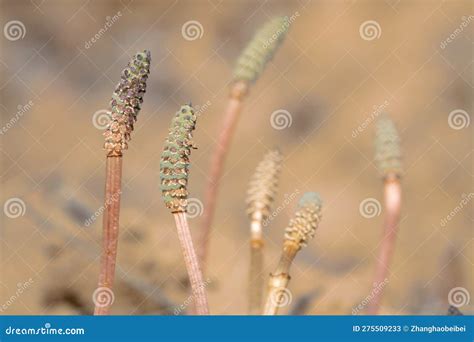 Equisetum arvense stock image. Image of nature, arvense - 275509233