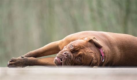 9 Common Health Problems in Mastiffs – Diseases to Be Aware Of! – Dogster