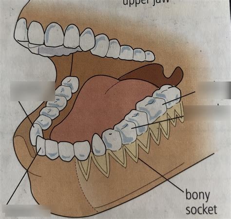 diagram  teeth quizlet