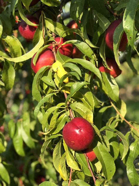 Bennett Orchards - Bennett Peach Varieties